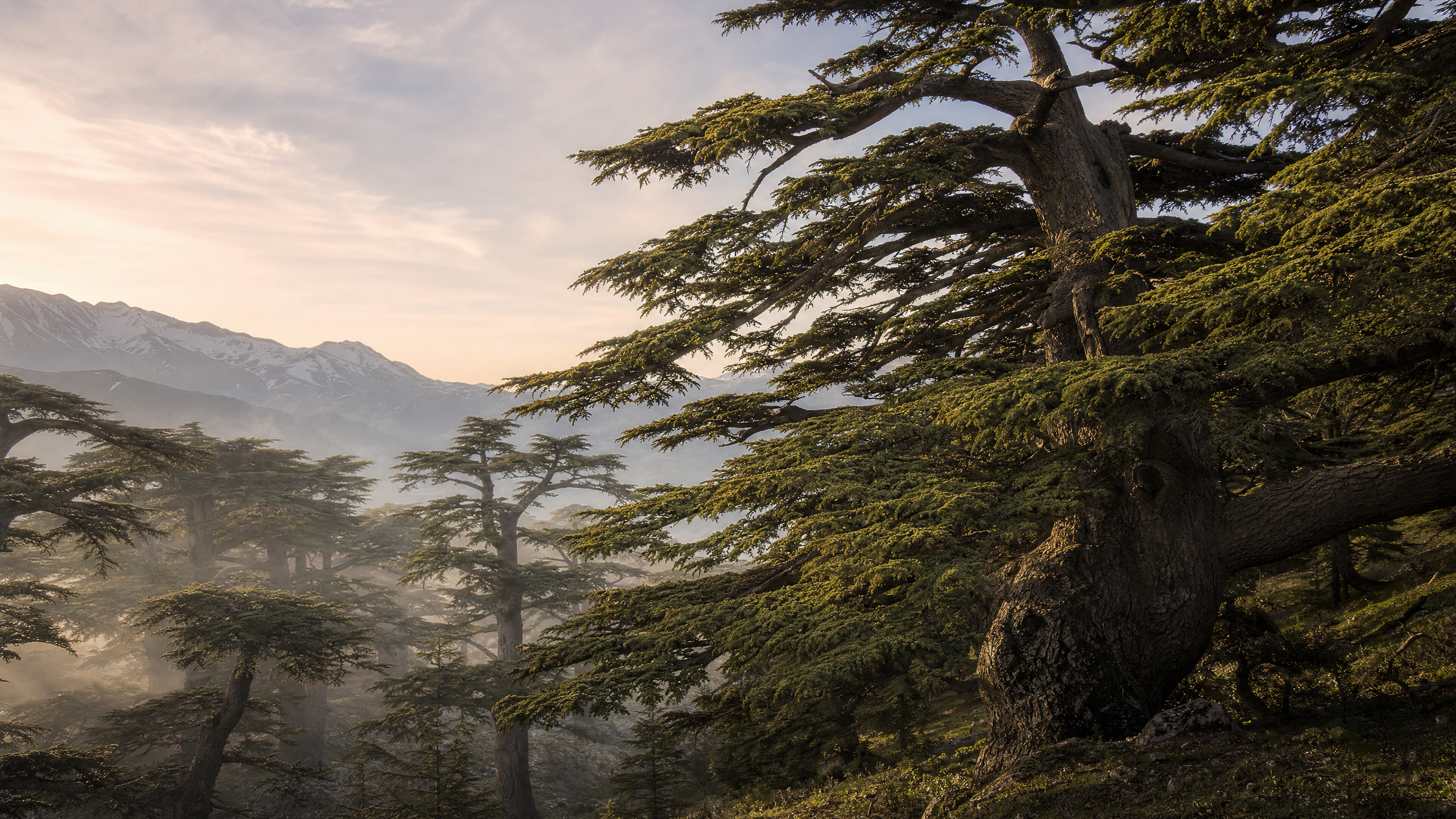 The Cedars of Lebanon